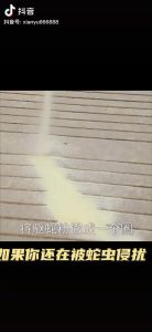 Penghalau ular belerang Expulsion effect boosted 20x Sulphur Powder diatomaceous earth Snakes flee at the smell of the snake repellent centipedeliceant and spider repellant 硫磺粉  halau ular Sulfur Powder racun ular