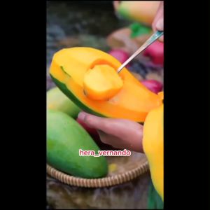 Bibit Mangga Kiojay Import Okulasi: Mengenal & Memilih Bibit Terbaik
