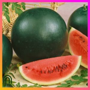 SeedsPLAZA™ - Watermelon Pakwan for Planting Vegetable Plants (7 Seed) Fruit Seeds Dwarf Red Baby Lady Melon Seeds