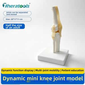 Theratools | Teaching Use Movable Skeleton Model