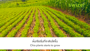 SWIZER Natural Chia seeds เมล็ดเจีย100% ตราสไวเซอร์ ขนาด 150 กรัม 1 กล่องมี 10 ซอง