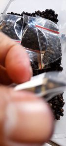 Bibit Benih Angkung Merah 200 Biji