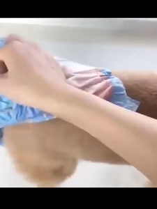 Pet Soft Denims Dog Diaper Small Breed Disposable Diapers for Female 8PCS/PACK (XS/S/M)