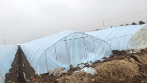 Transparent UV Greenhouse Film Filem Rumah Hijau Greenhouse Plastic Rumah Pelindung Hujan Polytunnel Cover VARIOUS LENGTH