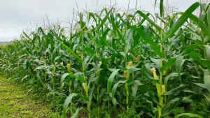 บุเรงนอง ขนาด 1 ลิตร อะมิโนพืช+สาหร่าย+ไคโตซาน+น้ำตาลทางด่วน อาหารพืช ใช้ฉีดพ่นทางใบ