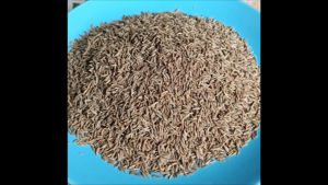 ยี่หร่า เม็ด ยี่หร่าอย่างดี เครื่องเทศปรุงอาหารได้หลายรูปแบบ caraway