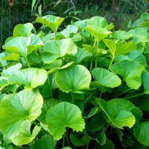 Paket 5 Pcs  Bibit Pegagan Daun Kasar  / Daun Antanan