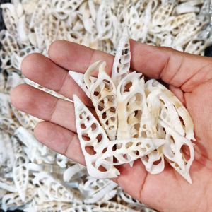 kerang belah putih - 100 gr kerang potong - kerang belah kerajinan - kerang potong