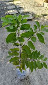 Giant Thailand Sugar Apple (live plant) or Seeds
