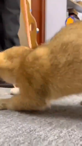 Cần câu mèo đuôi chuột - Đồ chơi cho mèo - Tiệm Mèo Moa