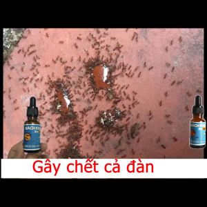 Thuốc diệt kiến diệt gián tận gốc Bách khoa BioTech sinh học an toàn thuốc diệt kiến hiệu quả nhanh