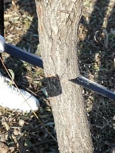 จัดส่ง 24 ชั่วโมง ใช้ 10 ปีก็ไม่พัง ของแท้ 100% เลื่อยมือตัดไม้ ญี่ปุ่น SK5 ป้องกันสนิม เลื่อยมือ ไซส์ใหญ่ใบมีด30ซม.เลื่อยตัดกิ่งไม้ เลื่อยตัดไม้ เลื่อยพกพา เลื่อยมือพกพา