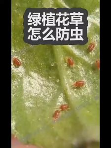 เม็ดกำจัดเพลี้ย  ไม่ทำร้ายพืช ยากำจัดสัตรูพืช  ปราศจากฮอร์โมน ปรับปรุงดิน