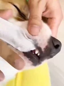 Pet Dental Care Finger Wipe Teeth Cleaning Wipe The Tear Clean The Ear for Cat and Dog 50pcs