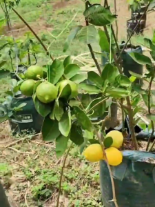Bibit Tanaman Jeruk Lemon California Pohon Jeruk Lemon BISA COD