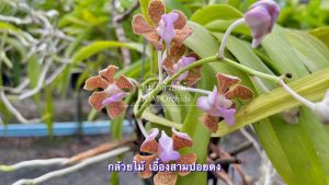 สามปอยดง กล้วยไม้ป่า 1ตะกร้า/ดม ใส่ตะกร้าเป็นไม้กอ