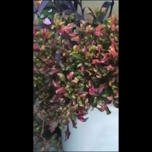 Alternanthera bettzickiana (Regel) G. Nicholson