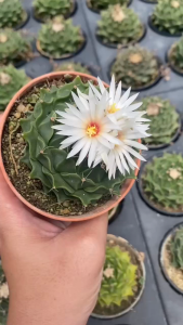 Obregonia denegrii (โอบรีโกเนีย ดีนีกริอี) กลีบกระทง