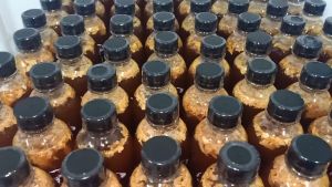 เชื้อเห็ดตับเต่า + ระโงก 1 ขวด ขนาด 500 ml.