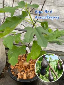 ต้นมะเดื่อฝรั่งซิการ์ กระถาง 12 นิ้ว/Cigar figs tree