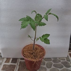 Cây giống cà chua Bạch Tuộc leo giàn trái to tán lan rộng tạo bóng mát cây sống lâu năm năng suất cao