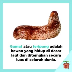 Kapsul Gamat Golden Sea Cucumber Teripang Emas Kapsul HNI HPAI Nyeri Sendi Tulang Keropos