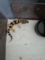 leopard gecko lemon frost bandit. 