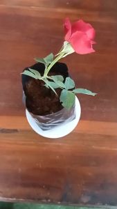 ถุงเพาะต้นกล้า ขนาด 5x10 นิ้ว ผลิตจาก เม็ด พลาสติก เม็ดใหม่เหนียว ทน ยืดหยุ่น อายุการใช้งาน ยาวขึ้น คุณภาพ เชื่อถื่อได้