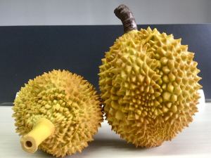 Plastic Durian Model Fake Melon Photography Prop Simulation Fruit Shop Decoration Home Decorative Accessories Floral Arrangements