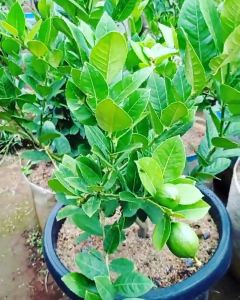 Bibit Jeruk Lemon Tea / Lemon Lokal Unggulan Sudah/Cepat Berbuah