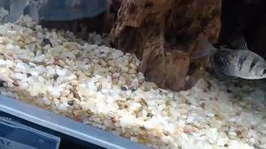 LZD  Small Jade Golden Sand Fish Tank Scenery Decoration Bottom Sand Bonsai Pavement Purification Water Quality Hydroponic Planting Crystal Sand