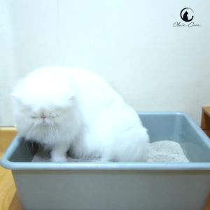 Olive Care Penghilang Bau Kotoran Kucing/Anjing PET ODOR REMOVAL Butiran Anti Bakteri & Tahan Lama