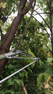 ⚡Miễn Phí Vận Chuyển⚡kéo hái hoa quảkéo cắt cành trên cao