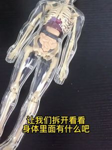 3D Human Torso Model Removable Parts Students Science Learning Skeleton Organ Anatomy