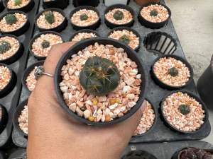 ช้าง Coryphantha Elephantidens แคคตัส กระบองเพชร จัดส่งทั้งกระถาง