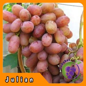 Bibit Anggur Import Julian Grafting Valid Murah Berkualitas