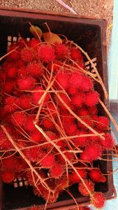 Rambutan Anak Sekolah fruit