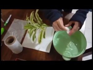 TSC - French tarragon stem cutting to grow