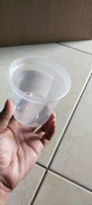 cup PP injection gelas thinwall 12oz 320ml oval transparant Sekali pakai(gelas+tutup)