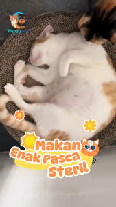 ROYAL CANIN KITTEN STERILISED 400GR KHUSUS KITTEN 6-12 BULAN