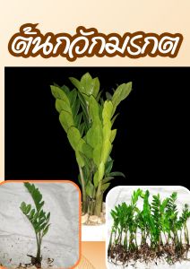 ต้นกวักมรกตแยกหน่อ ไม้มงคล ไม้ฟอกอากาศ (5แถม2)