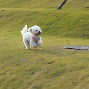 Dog Harness with leash for Dog Pet Chest Strap Fine Lines Round Rope Leash Dog Body Chain pet scarf