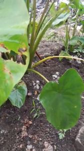 SIÊU LOANG TRẢI hũ 100ml-THẤM SÂU-THẤM LÂU-CHỐNG RỬA TRÔI-TĂNG CƯỜNG HIỆU QUẢ CỦA NÔNG DƯỢC