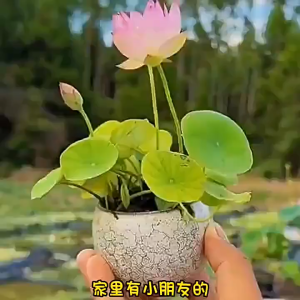 BIJI BENIH MINI LOTUS SIAP DIPOTONG (20 Seeds)/碗莲混色种子/Mixed Color Lotus Water Lily Bonsai Seed