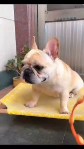 Dog Cat Anti Flea Tick Collars Plant Essential Oil Flea Collar for Small Large Dogs Puppy Cat Protection Pet Repellent Collar