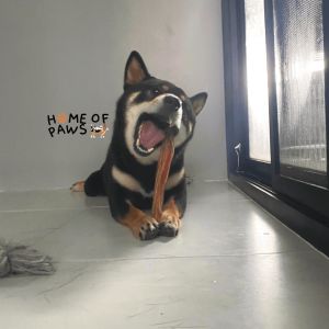 Bully Stick ตัวเดียวอันเดียววัว อบแห้ง ขนมขัดแทะสุนัข ขัดแทะฟัน