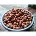 KACANG PRESTO UMPAN MANCING IKAN UMPAN BAWAL GALATAMA 100Gram. 