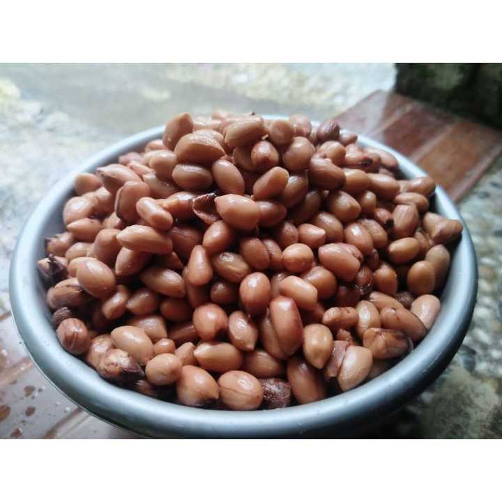 KACANG PRESTO UMPAN MANCING IKAN UMPAN BAWAL GALATAMA 100Gram