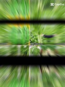 ( GÓI 200 HẠT)HẠT GIỐNG RAU DIẾP THƠM ( TIẾN VUA )-DỄ TRỒNG- NĂNG XUẤT CAO