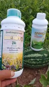 จอมยุทธ์ สารจับใบเอฟอช + ปุ๋ยน้ำแกรมม่าทู ชุดเร่งโต (ขนาด1ลิตร) ปุ๋ยน้ำสูตรบำรุงต้น เร่งการเจริญเติบโต ต้นแข็งแรง